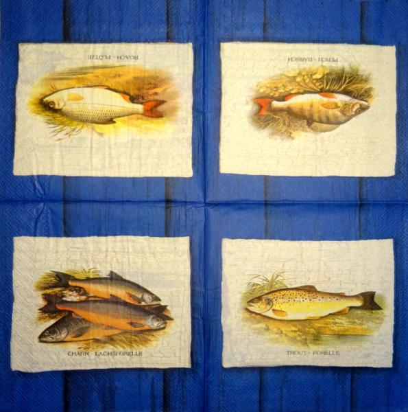 010 Fische - 3-lagig - Ihr - V&A Museum